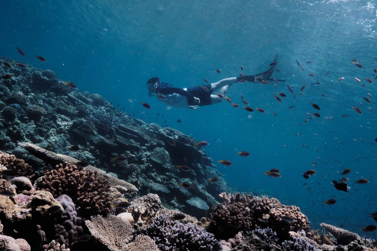 Jeder Tauchplatz auf den Kerama-Inseln hat seinen eigenen, einzigartigen Reiz, von farbenprächtigen Untiefen bis hin zu geheimnisvollen Tiefseegrotten. Jeder Tauchgang ist ein unvergessliches Unterwasserabenteuer.