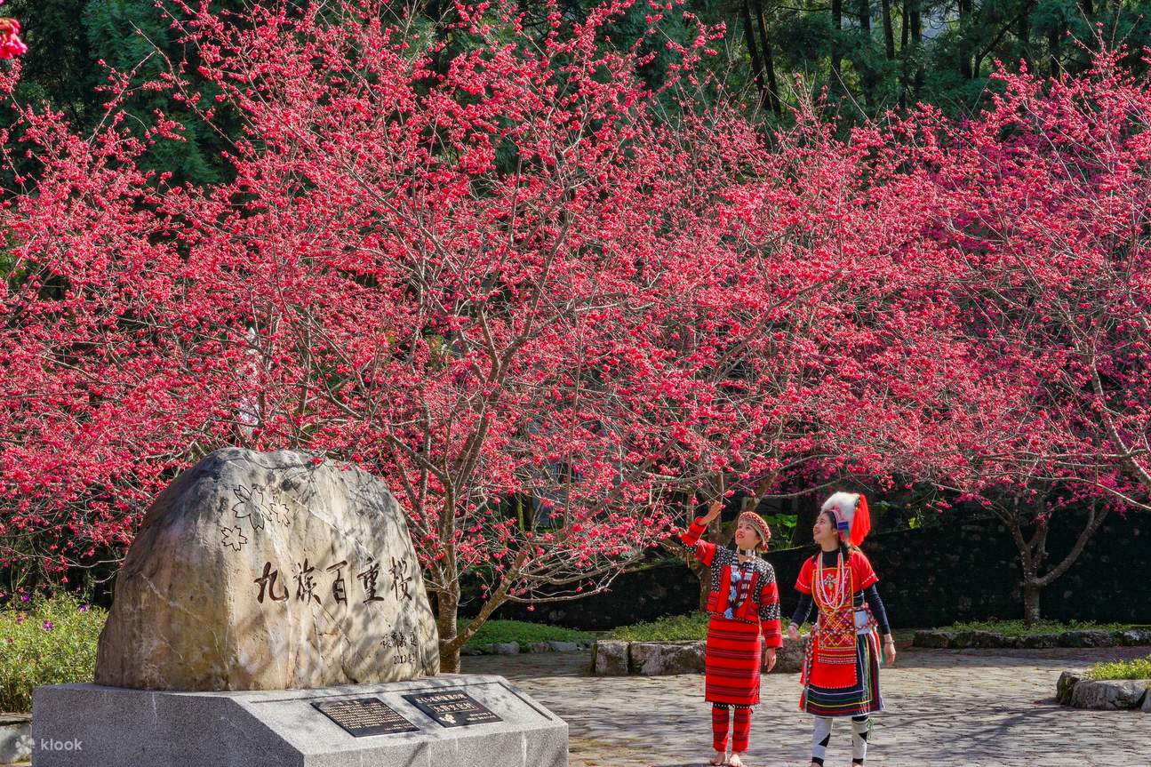 Formosan Aboriginal Culture Village Cherry Blossom Festival