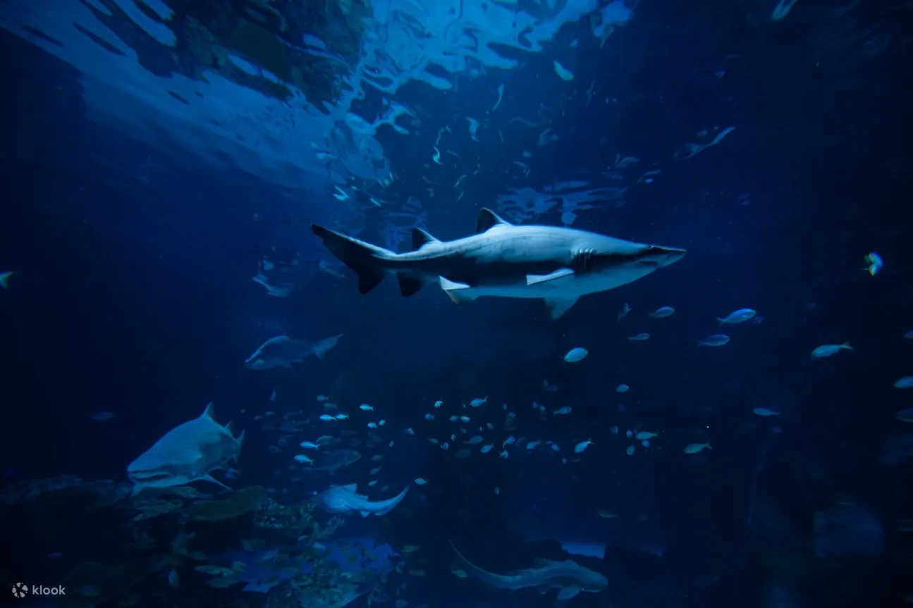 Shark