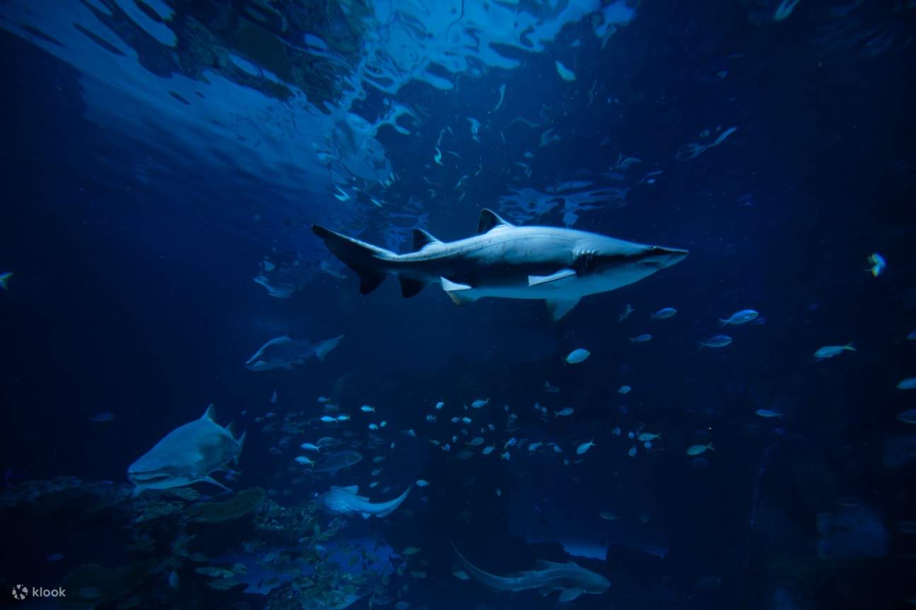 푸켓 아쿠아리아 입장권