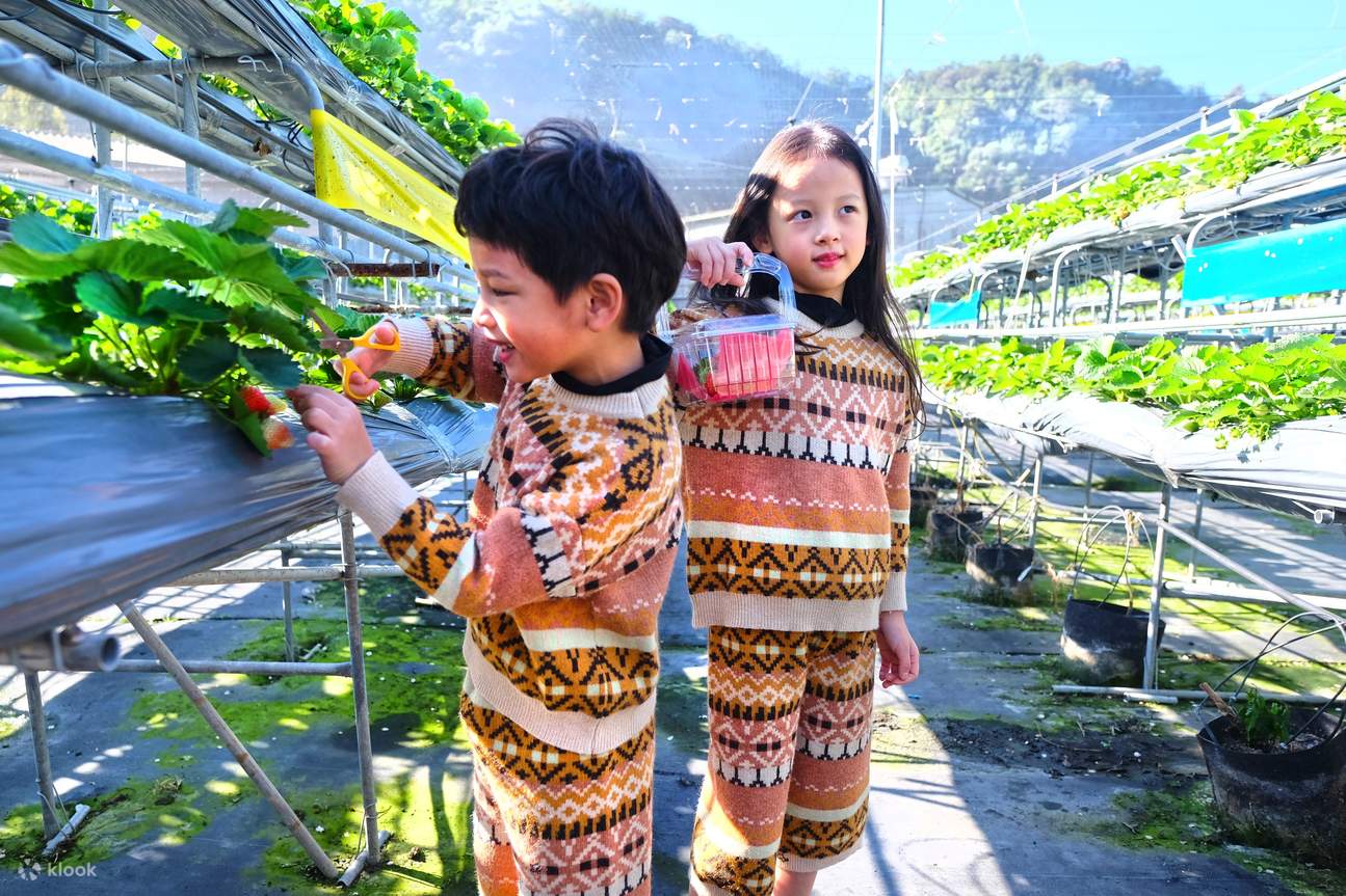 台一生態休閒農場でいちご狩り