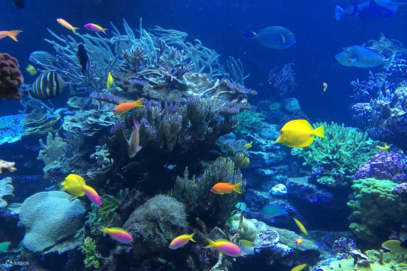 基韦斯特海豚观赏游船和浮潜体验