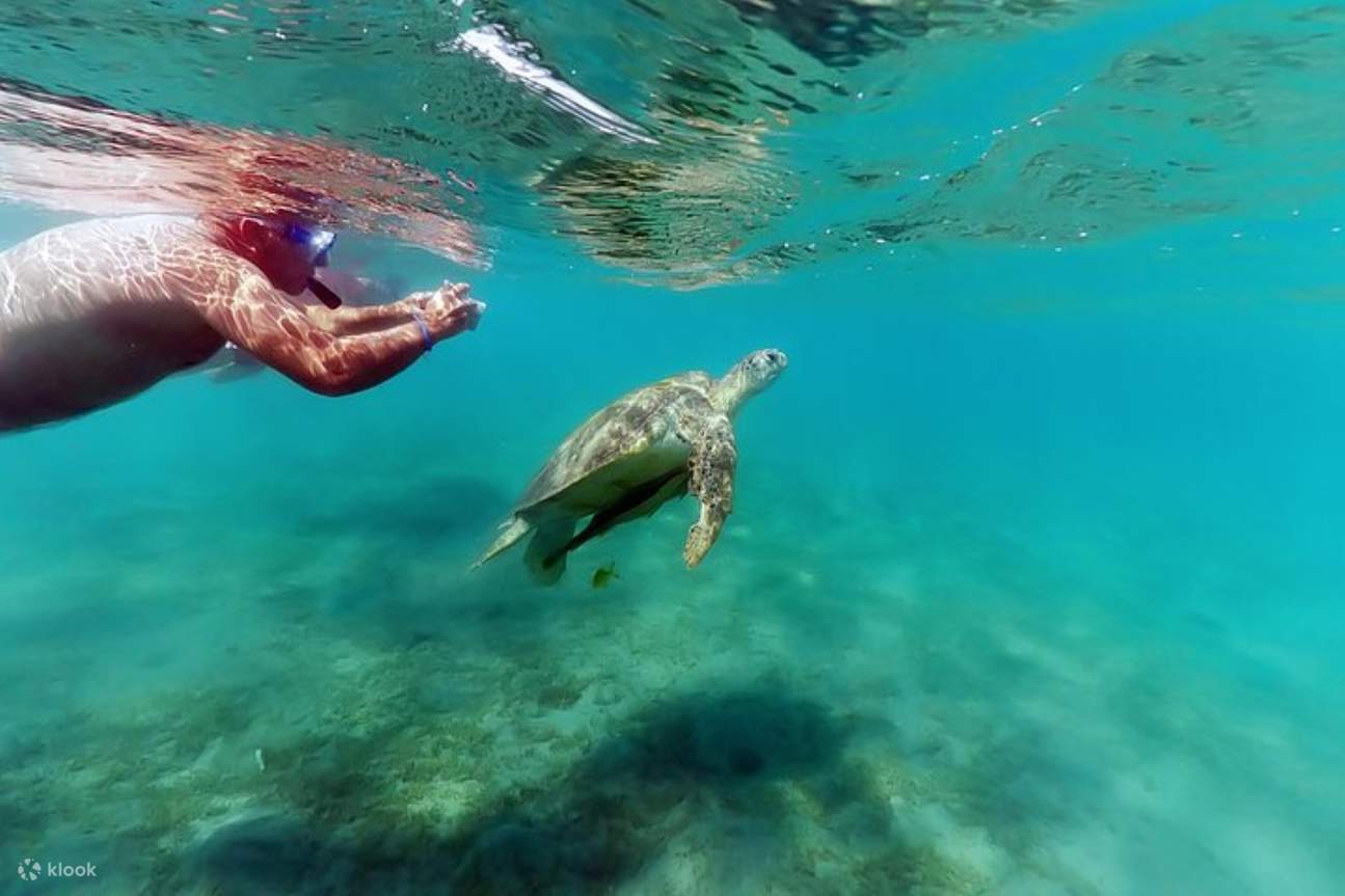 Berenang dengan Ikan Lumba-Lumba, lawatan laut VIP Snorkeling dengan Makan Tengah Hari - Hurghada