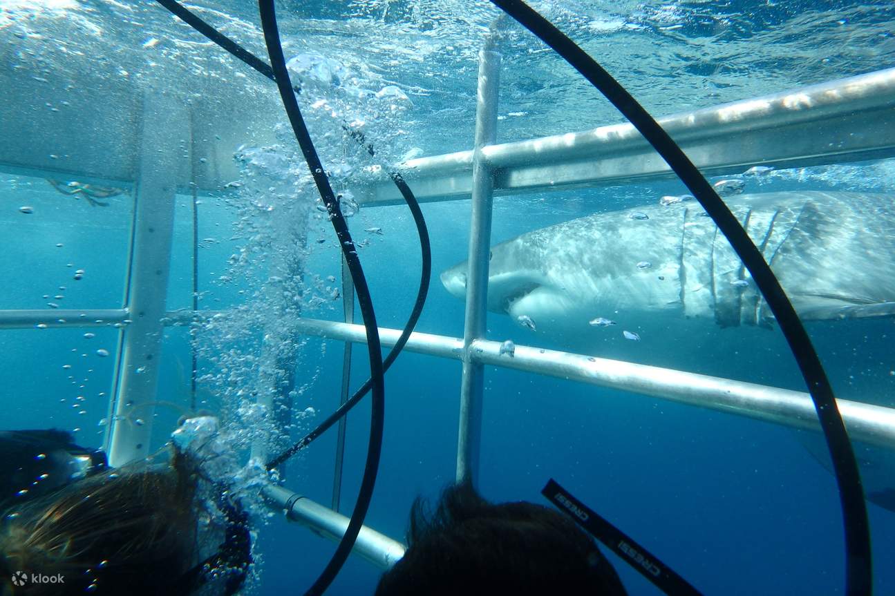 林肯港水下周末探险