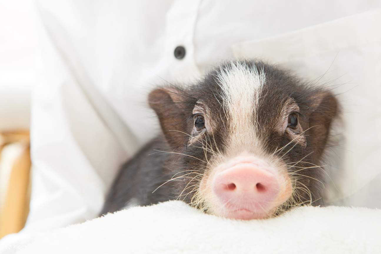 babi mikro berbaring di pangkuan seseorang