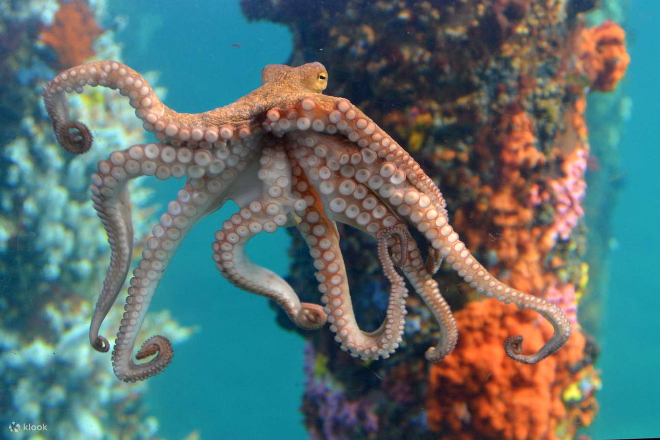 Busselton Jetty - Busselton Jetty Octopus