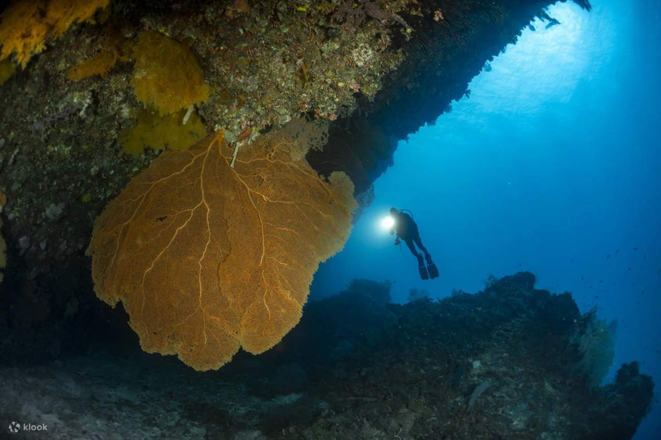 Explore the living mosaic of Danjugan Island's coral reefs, where the delicate balance between marine species creates an underwater symphony of biodiversity.