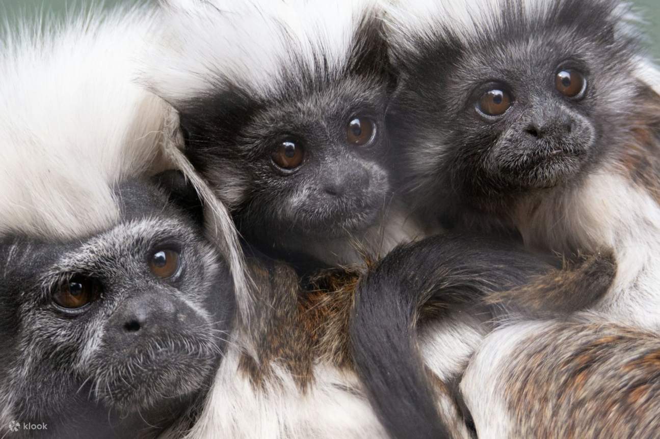 Зоопарк Феникса в США