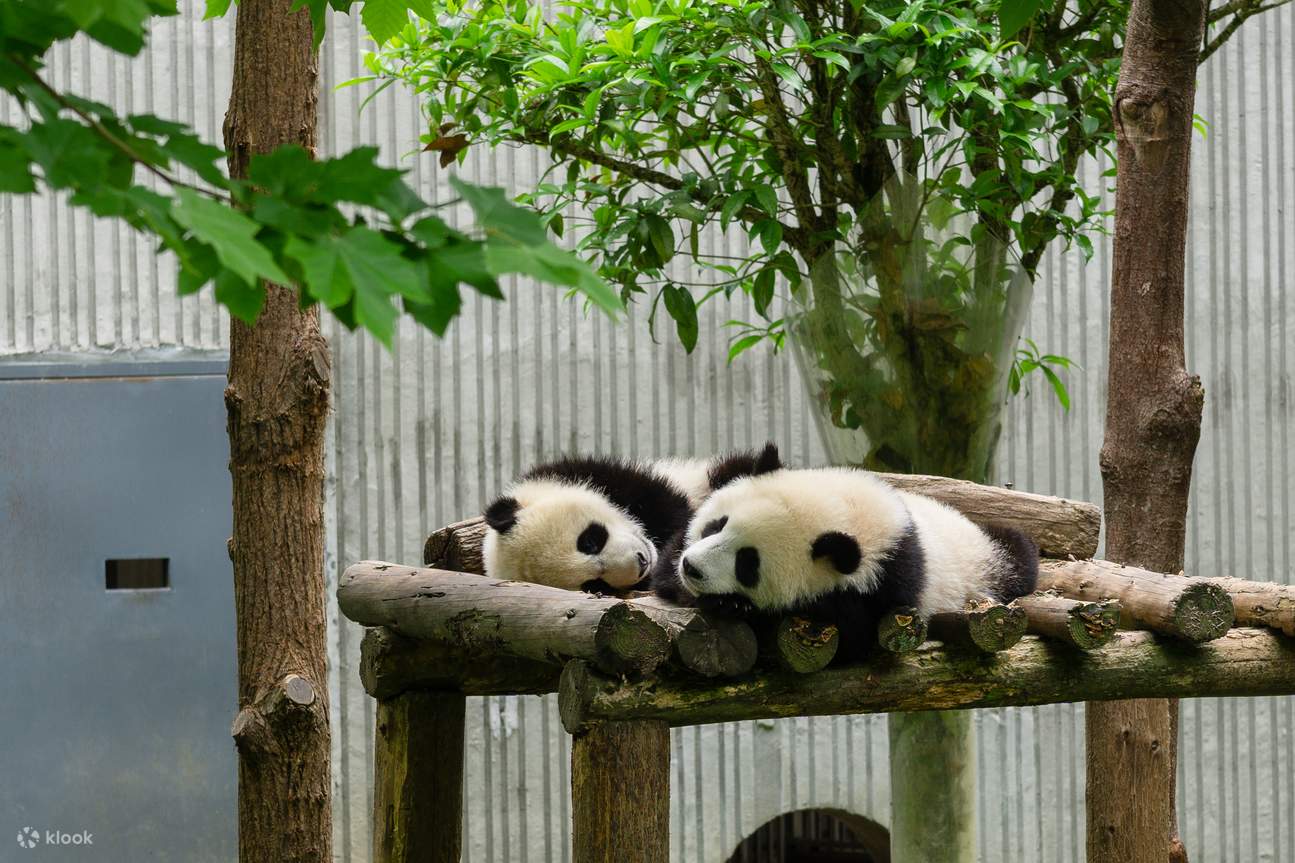Lawatan Persendirian dengan Kereta: Lawatan Sehari dari Chengdu ke Tapak Shenshuping & Dujiangyan