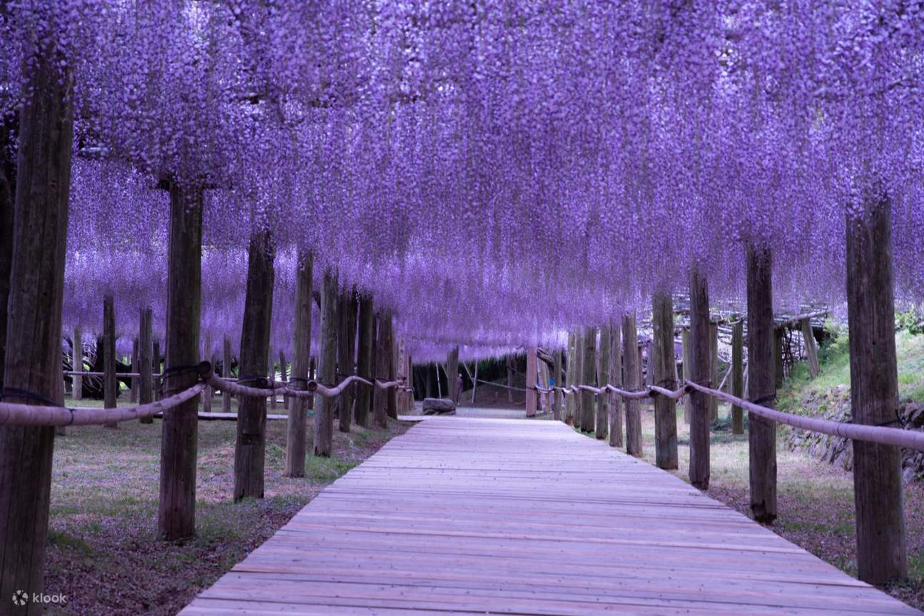 Kawachi Wisteria Garden & Kokura Castle & Kitakyushu Outlets - Klook United  States