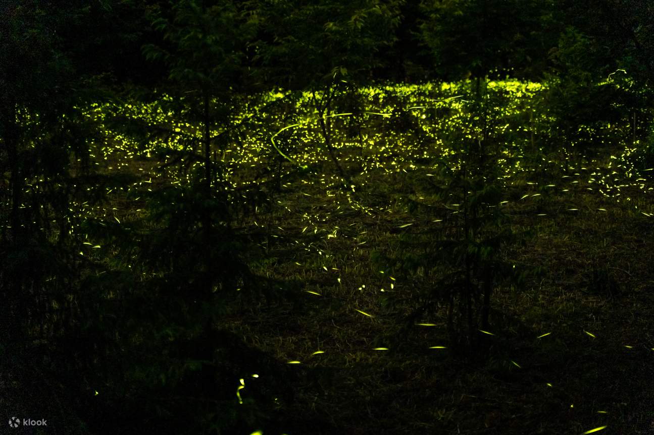 Glühwürmchen-Saison