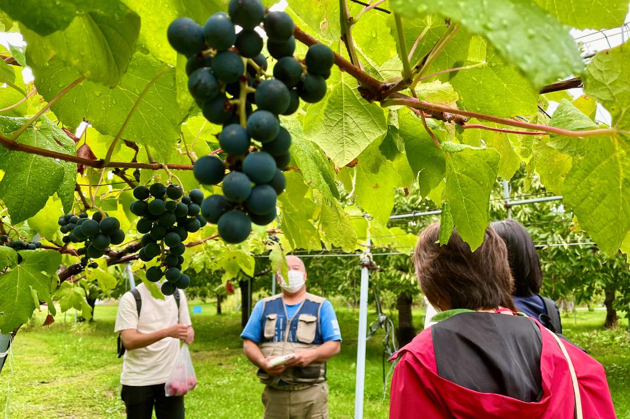 导游讲解当地水果