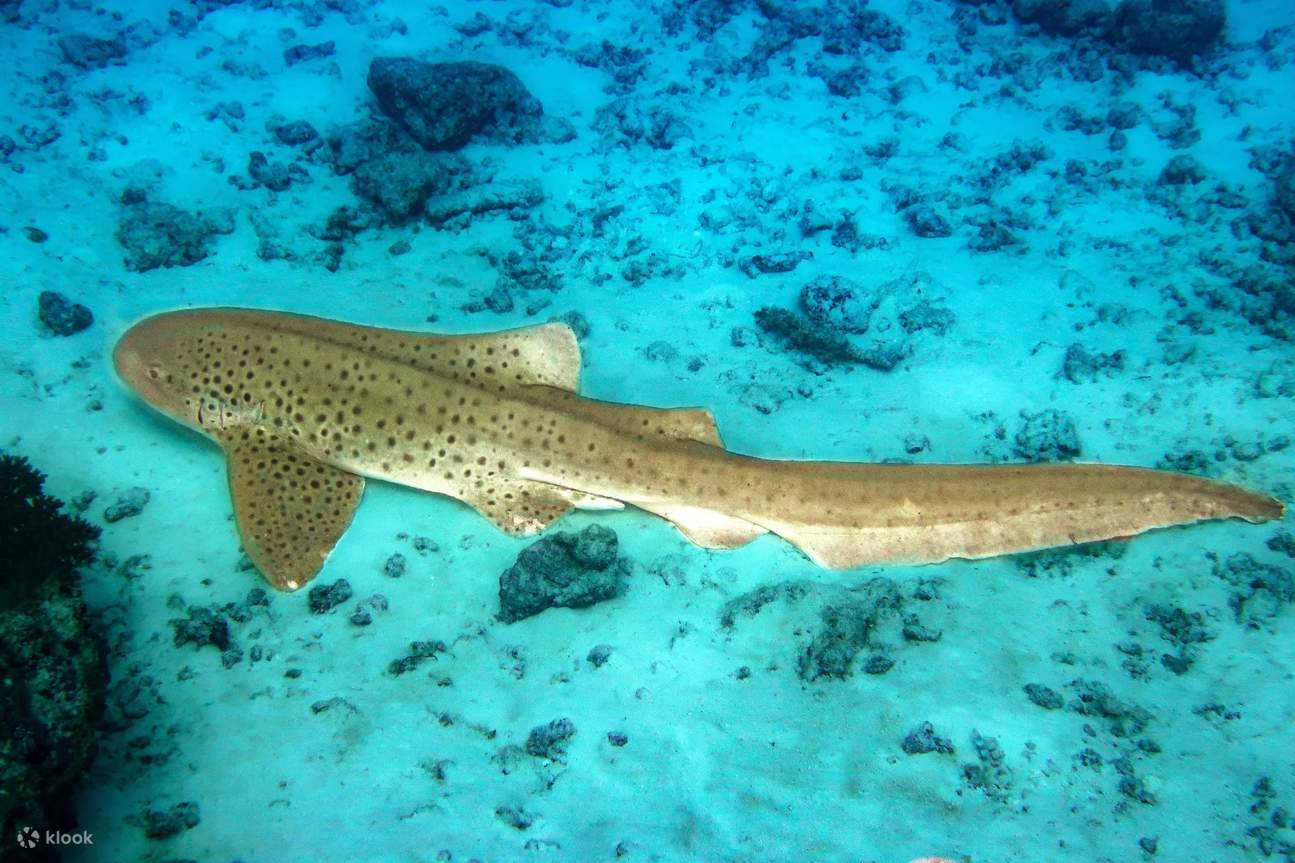 Tingkatkan kemampuan menyelam scuba Anda ke tingkat yang lebih tinggi di kursus menyelam tingkat lanjut Pulau Feridhoo, di mana setiap penyelaman adalah sebuah penemuan