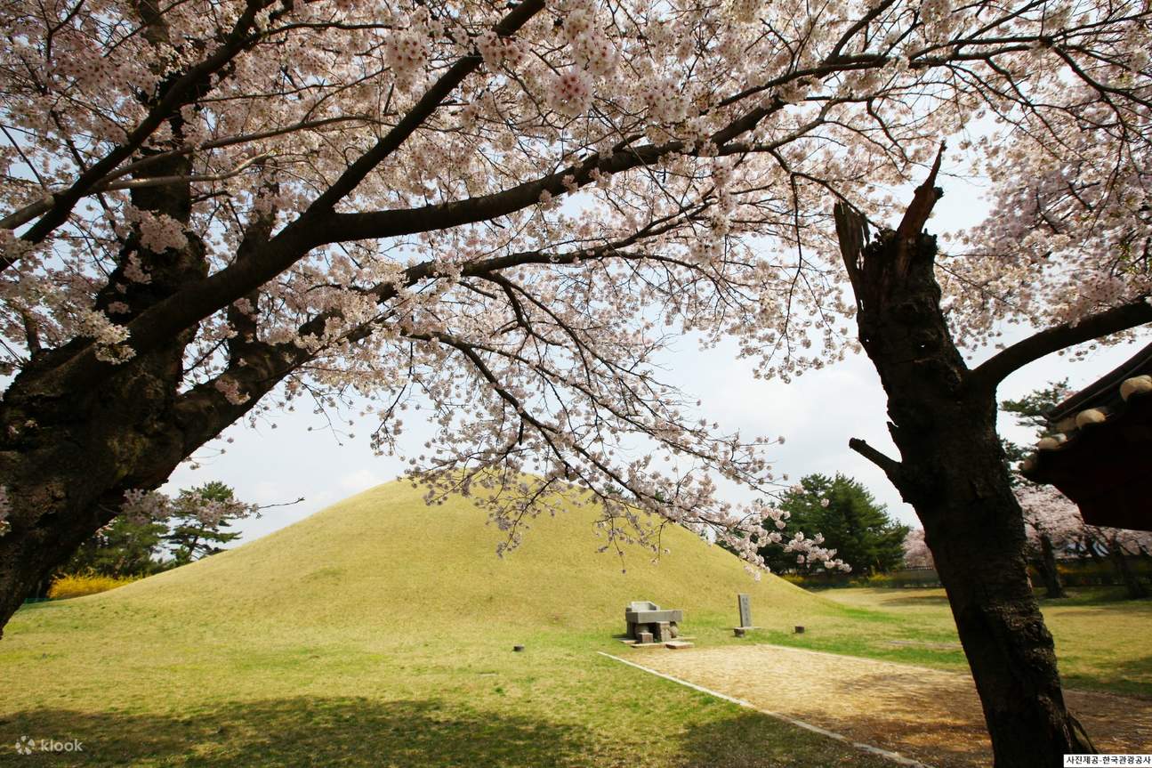 Gyeongju Cherry Blossom Festival Day Trip from Daegu Klook Malaysia