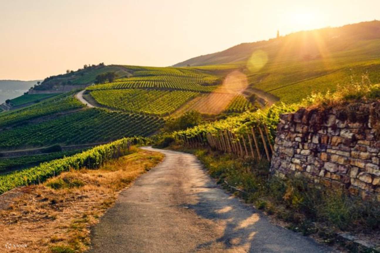 ชมทัศนียภาพระหว่างทัวร์ไวน์