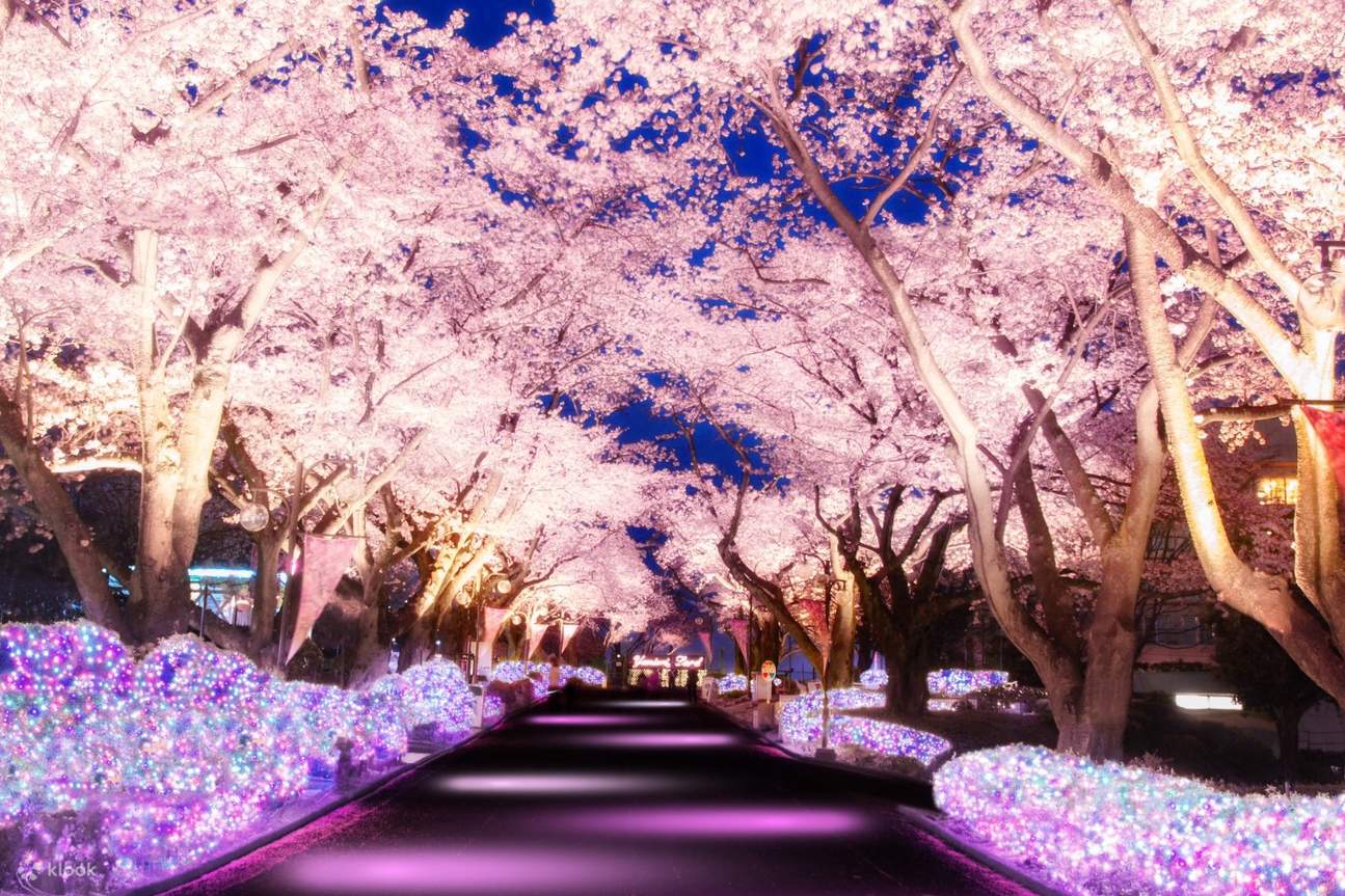 cherry blossoms in yomiuriland