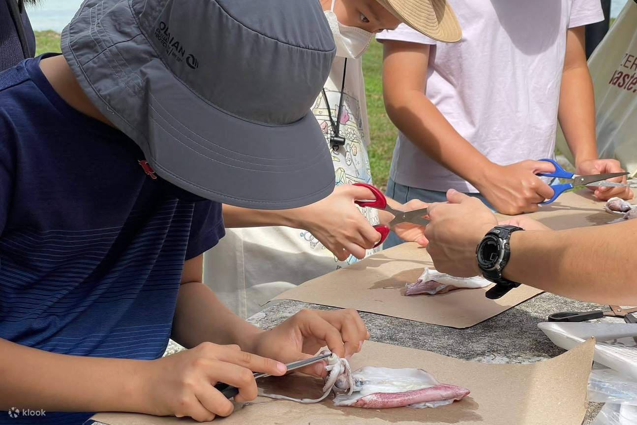 Young Nautilus Singapura