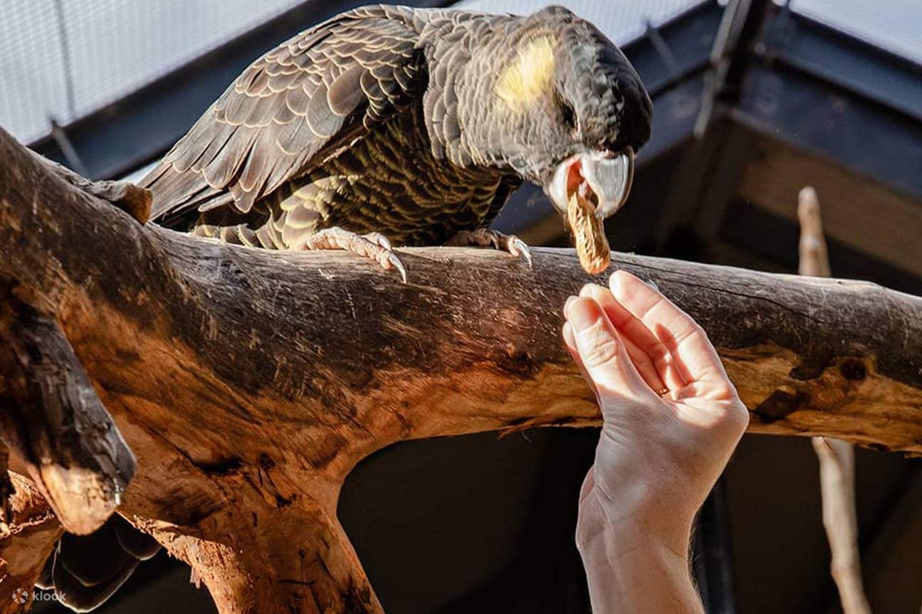 Guardiano per un giorno
