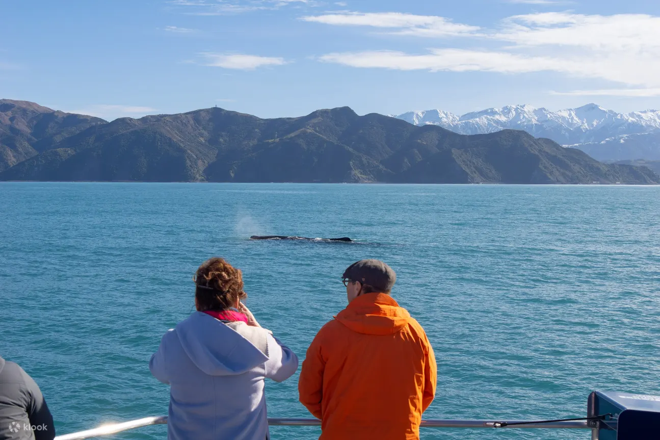 witness the beauty of whales
