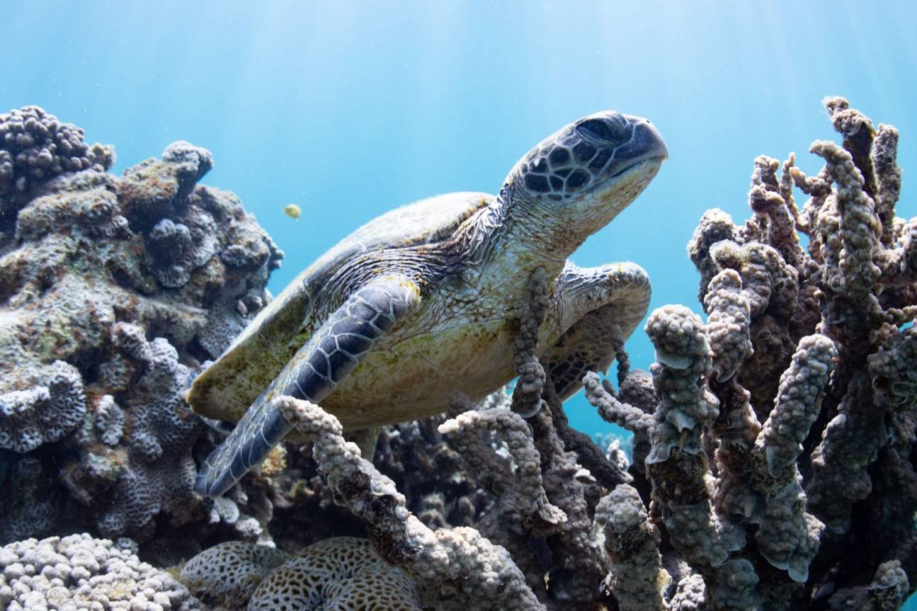 Vue sur les tortues et les coraux dans la mer