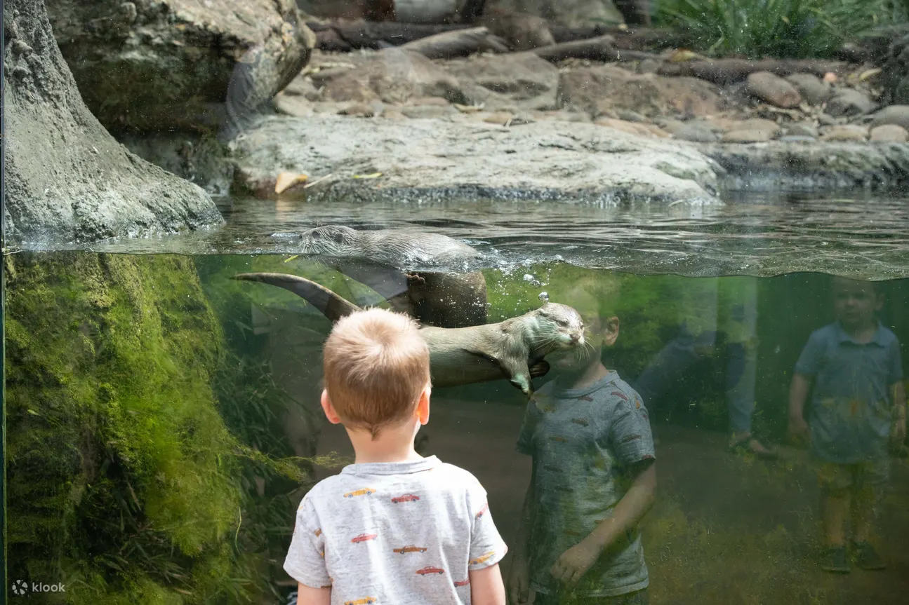 塔龍加動物園 (Taronga Zoo) 照片 - 向水獺們問好！