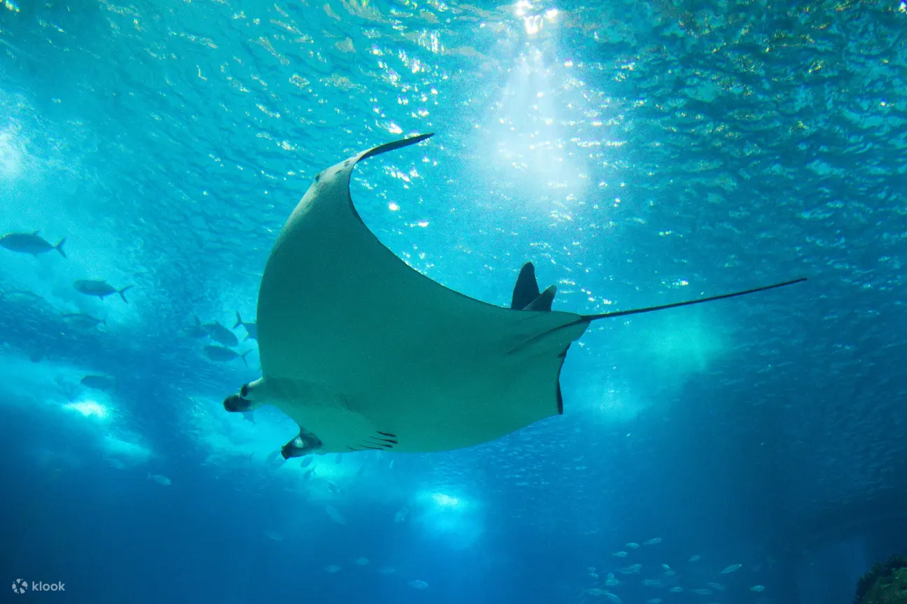 迪拜水族馆的黄貂鱼