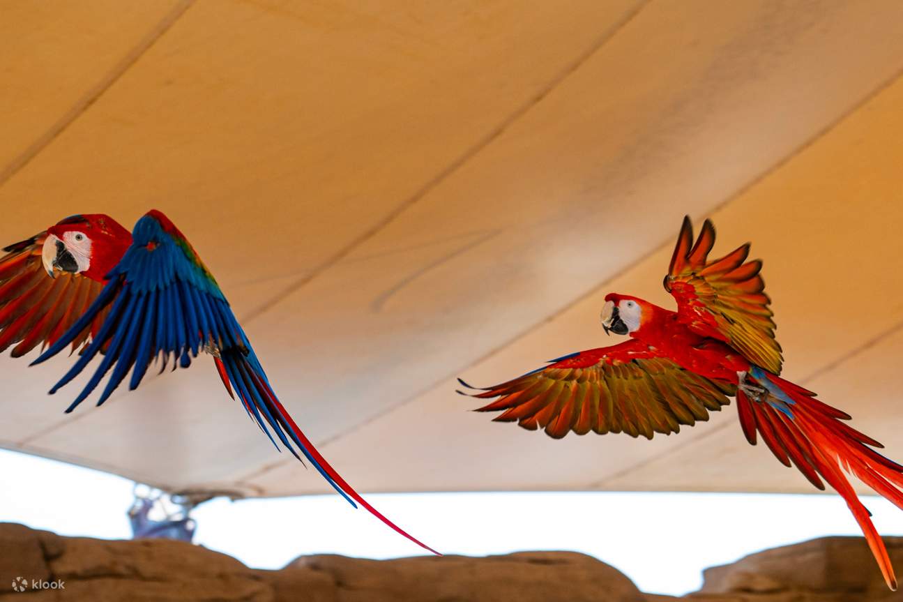 Vé Dubai Safari Park