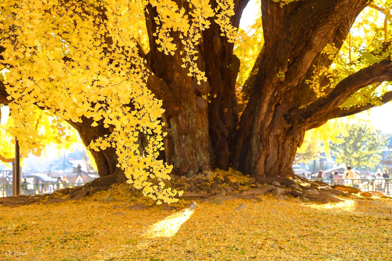 Bangye-ri Ginkgo Tree Day Tour from Seoul: Wonju & Sogeumsan Cable - Klook