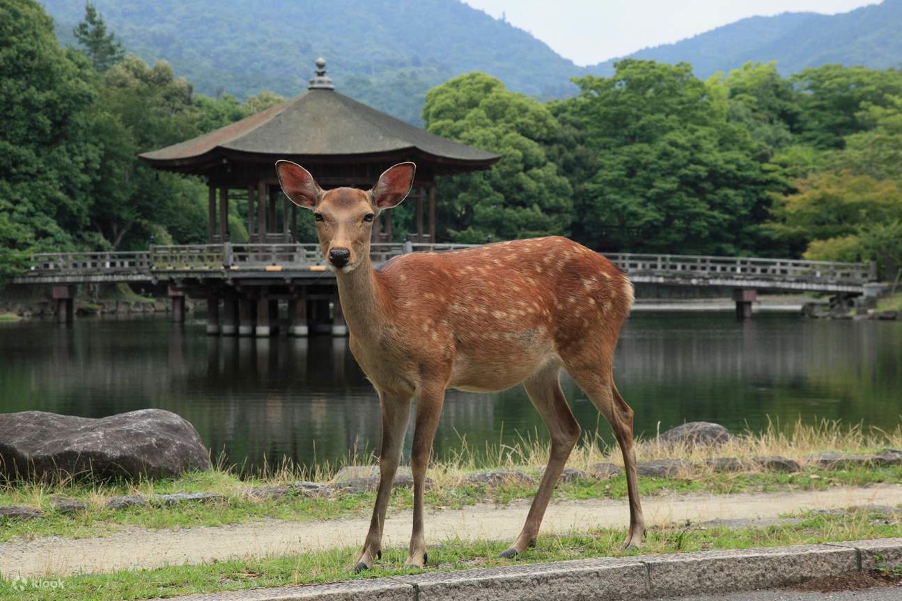 Vé tàu Osaka-Nagoya