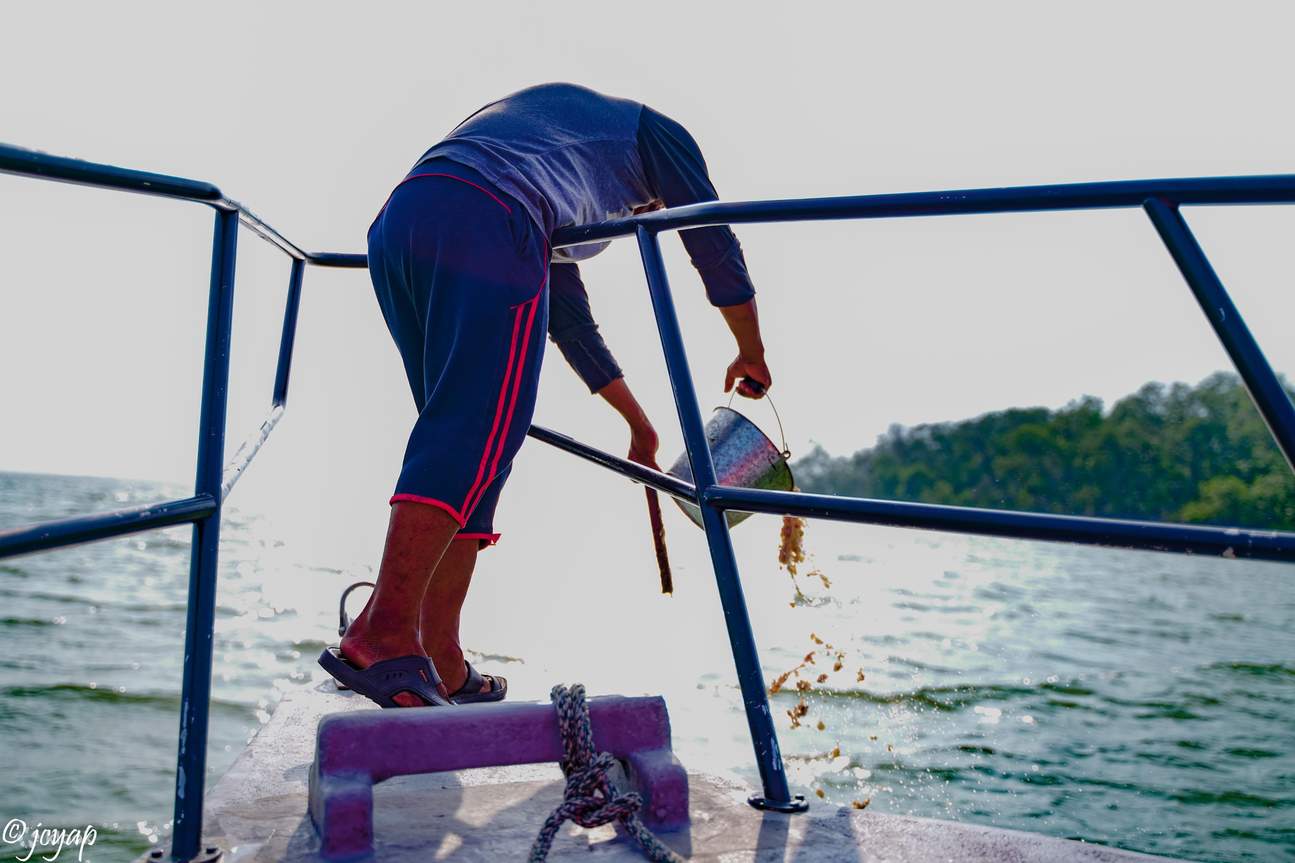 L'aquila che prende il suo cibo