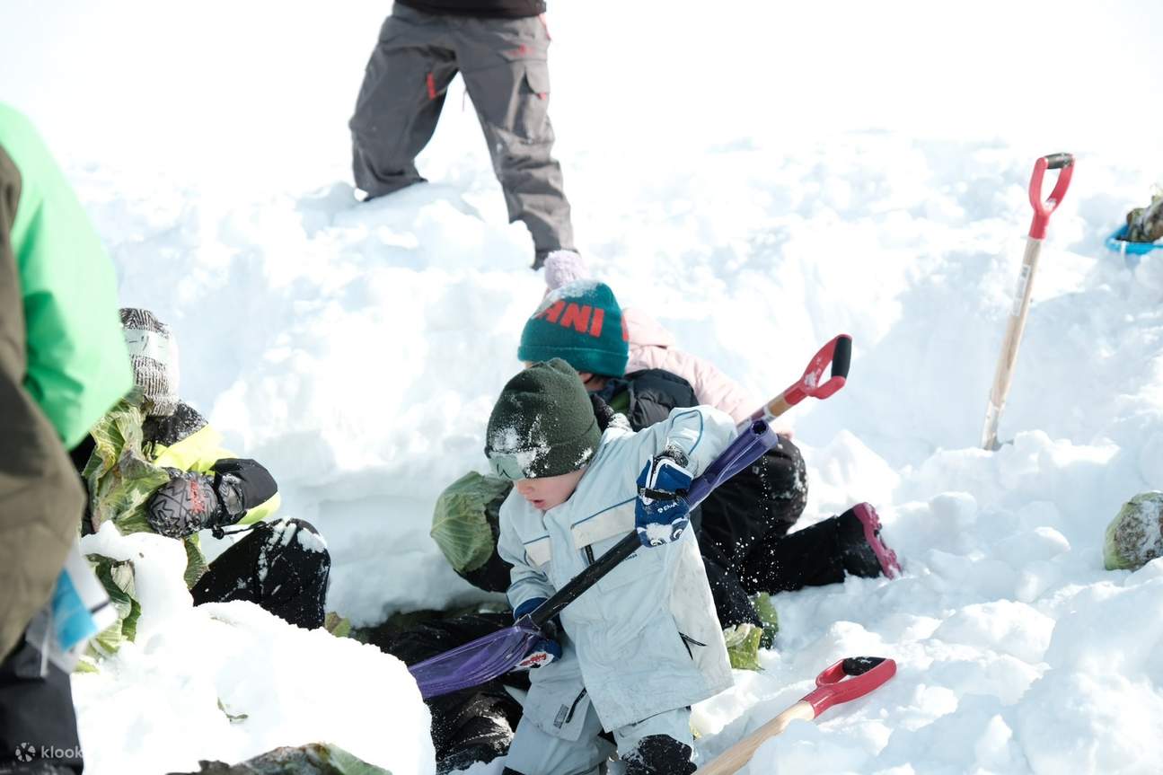 Winter Cabbage Harvest Adventure & Snow Picnic Klook Singapore