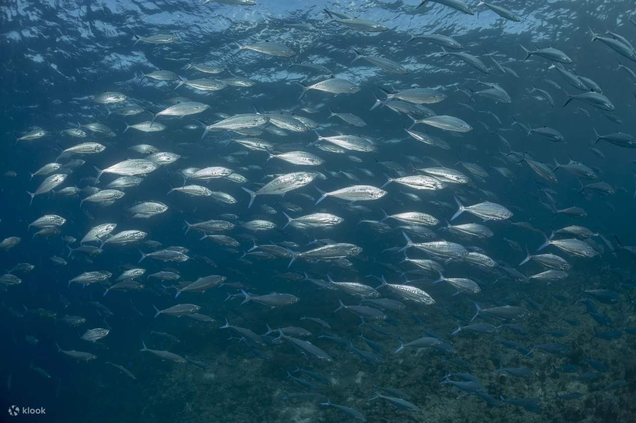 Erkunden Sie die bezaubernden Unterwasserlandschaften von Cauayan, wo Sie farbenprächtige Korallenriffe und faszinierende Kreaturen erwarten.