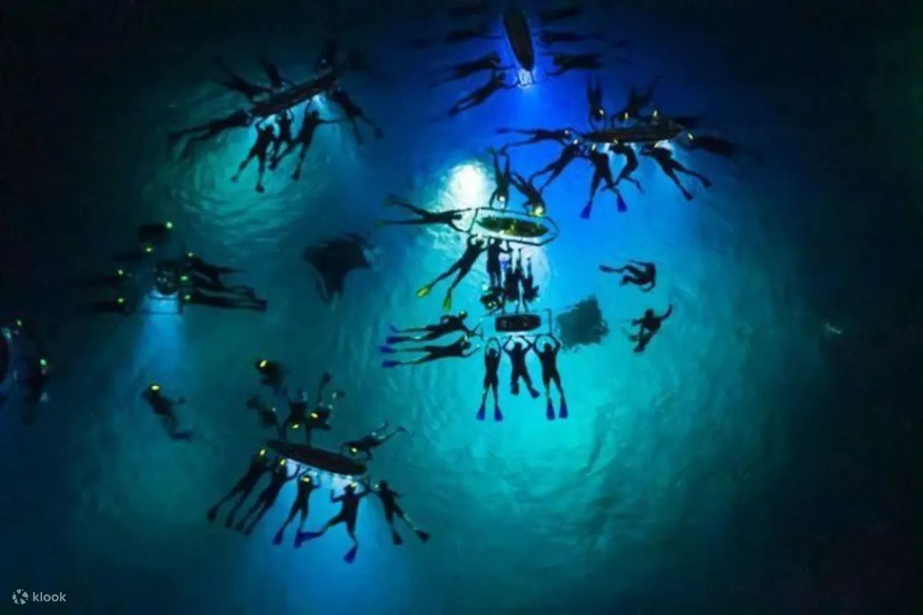 一次难忘的夏威夷冒险——与温柔的海洋巨人一起畅游！