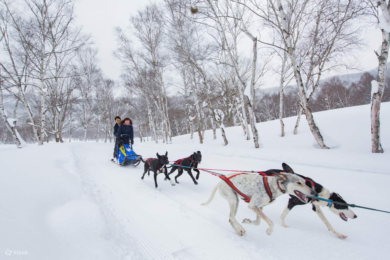1 Hour Dog Sledding Experience in Minakami Klook