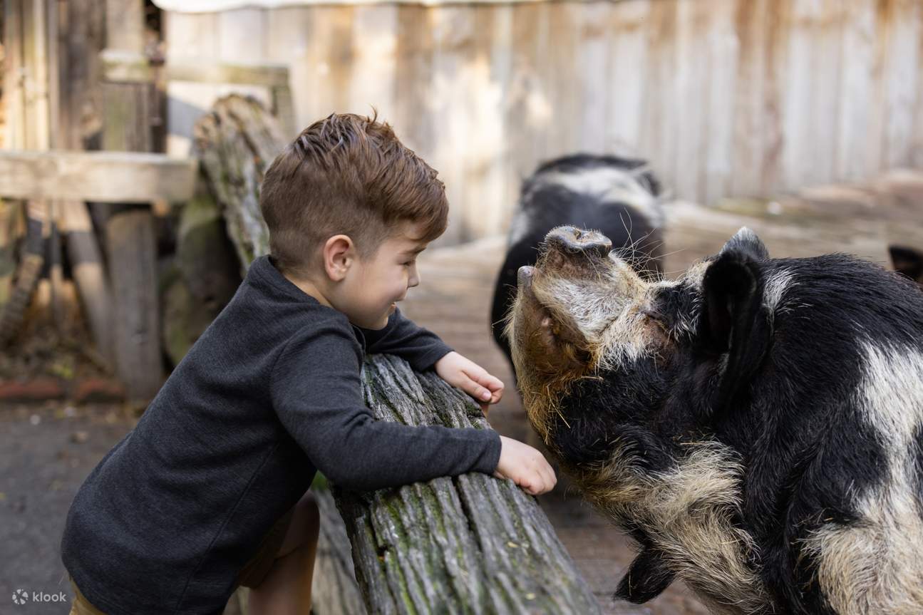 a boy at the animal exhibit