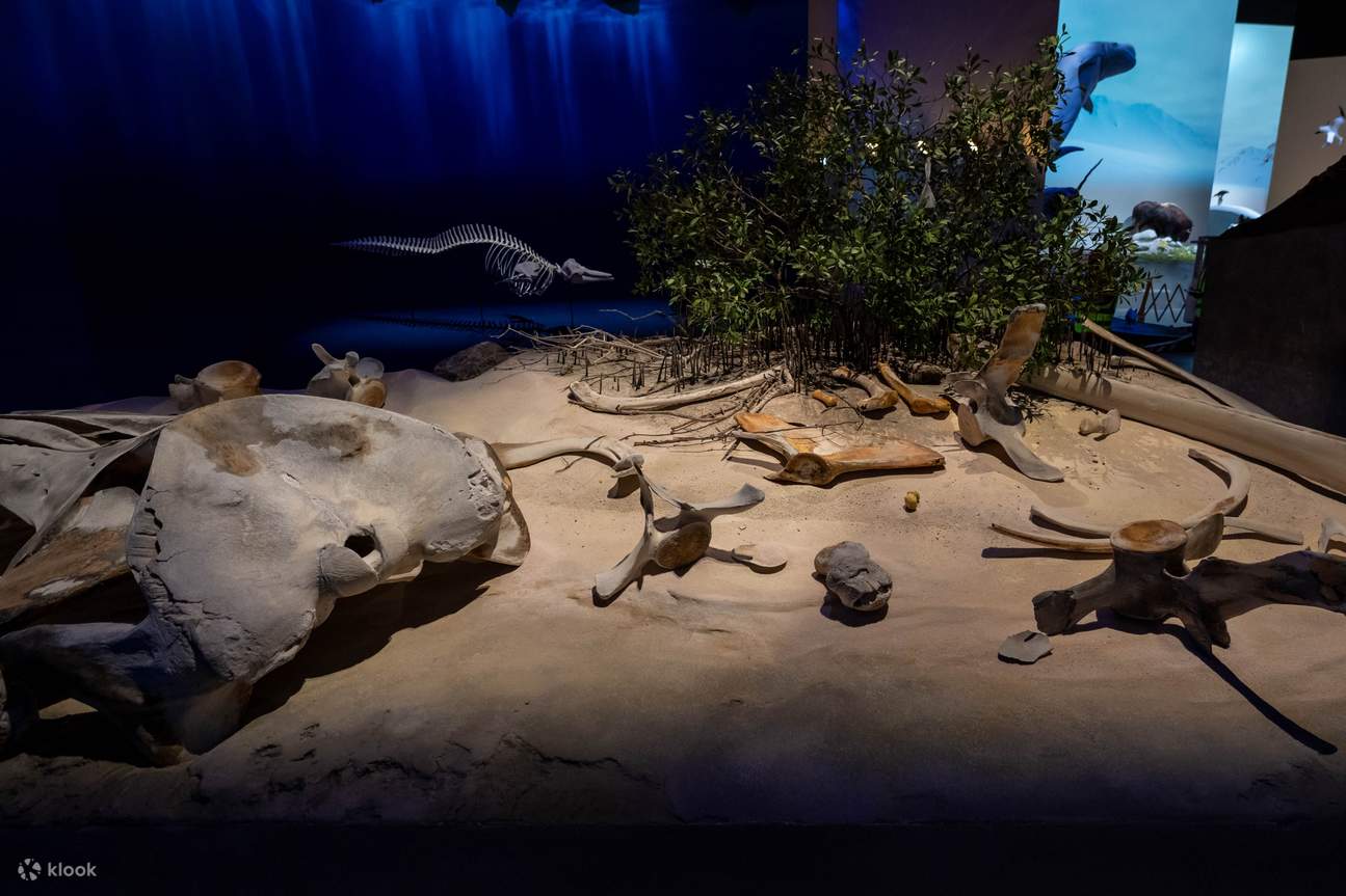 Biglietto per il Museo di Storia Naturale ad Abu Dhabi
