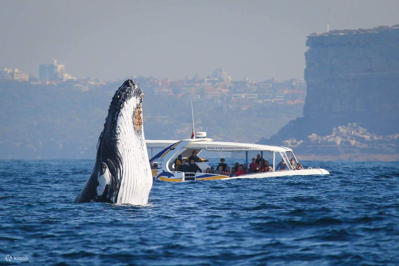 悉尼市区观赏鲸鱼游艇3小时_3 hour premium whale watch cruise_可心旅游_品质旅游