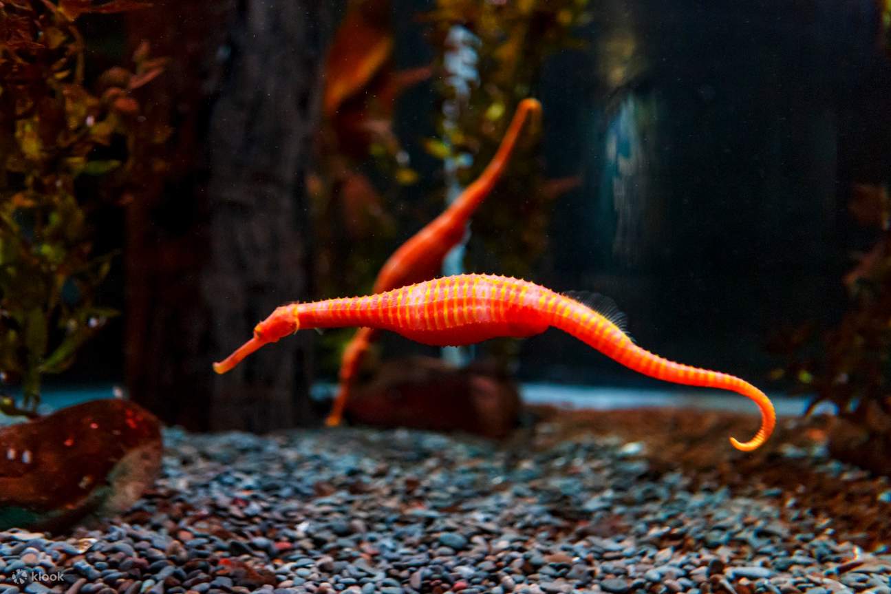 caballitos de mar Sea Life Kelly Tartlon's Aquarium
