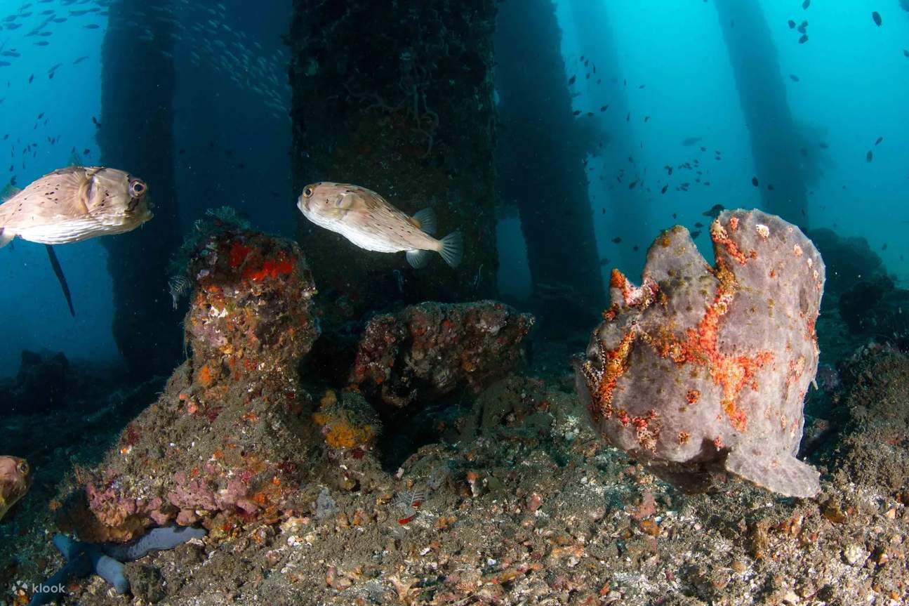Immergiti nella tranquillità delle acque di Tulamben durante un'escursione di snorkeling, circondato dalla bellezza dei giardini di corallo.