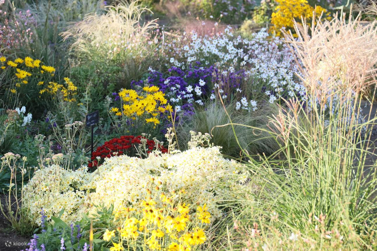 Camellia Hill Admission Ticket in Jeju