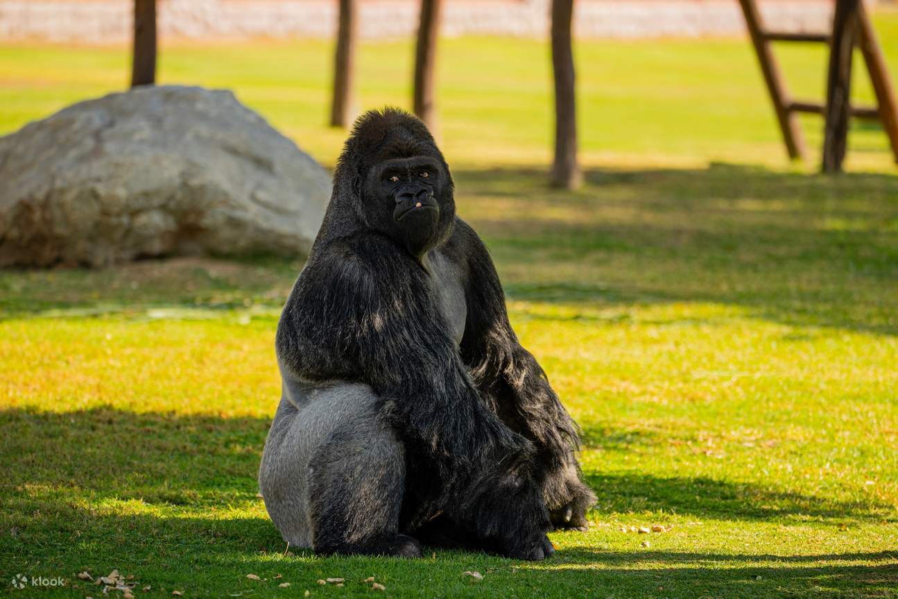 Vé Dubai Safari Park