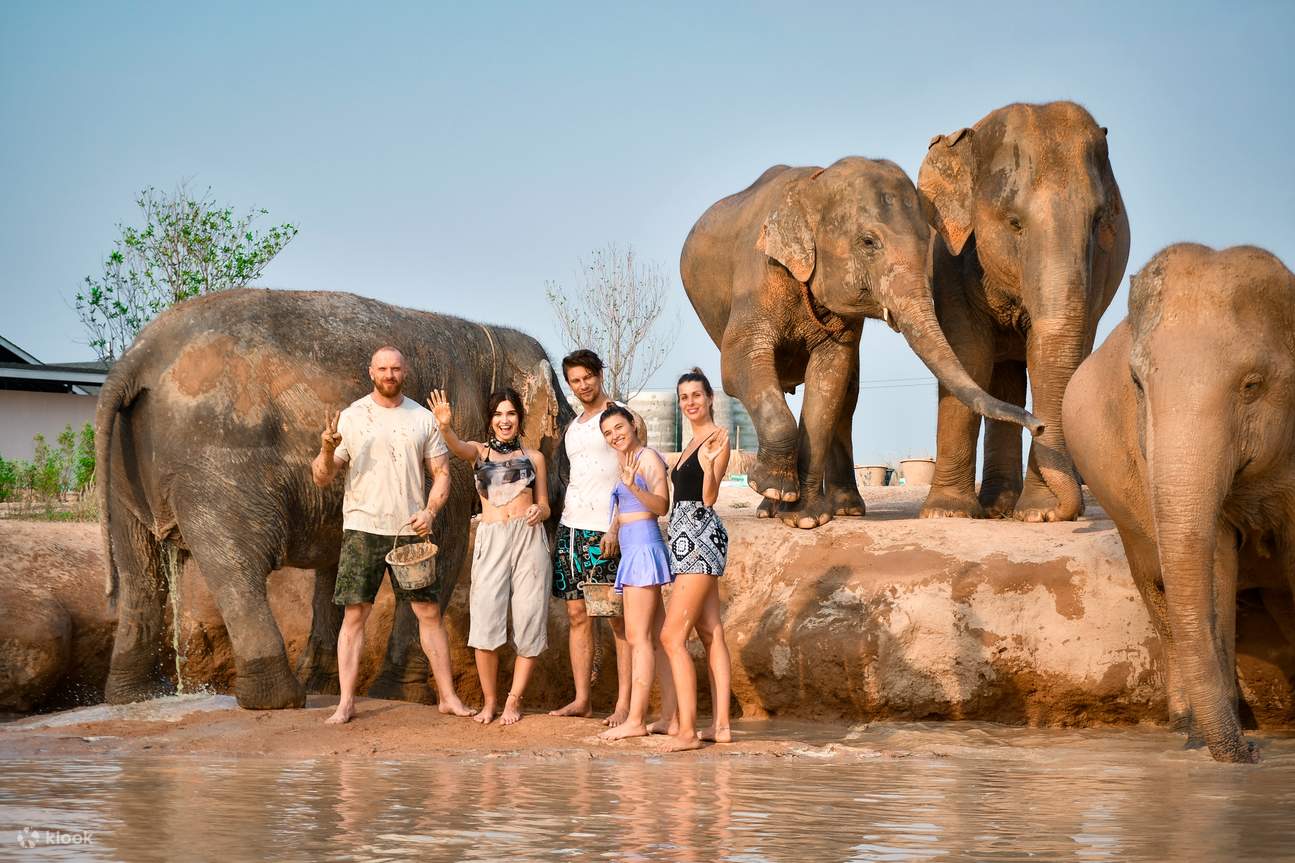 Elephant Jungle Sanctuary Pattaya Half Day Visit - Klook