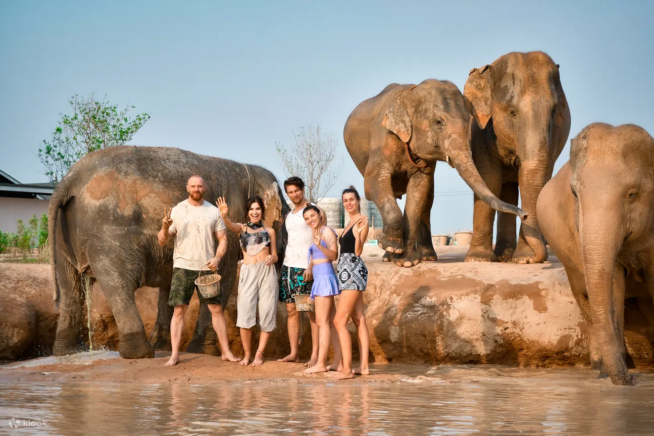 Elephant in the mud