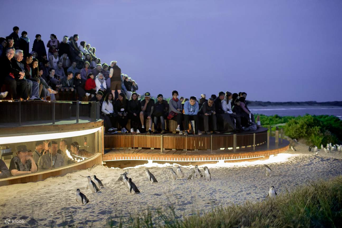 Phillip Island Penguin Parade - les pingouins au coucher du soleil