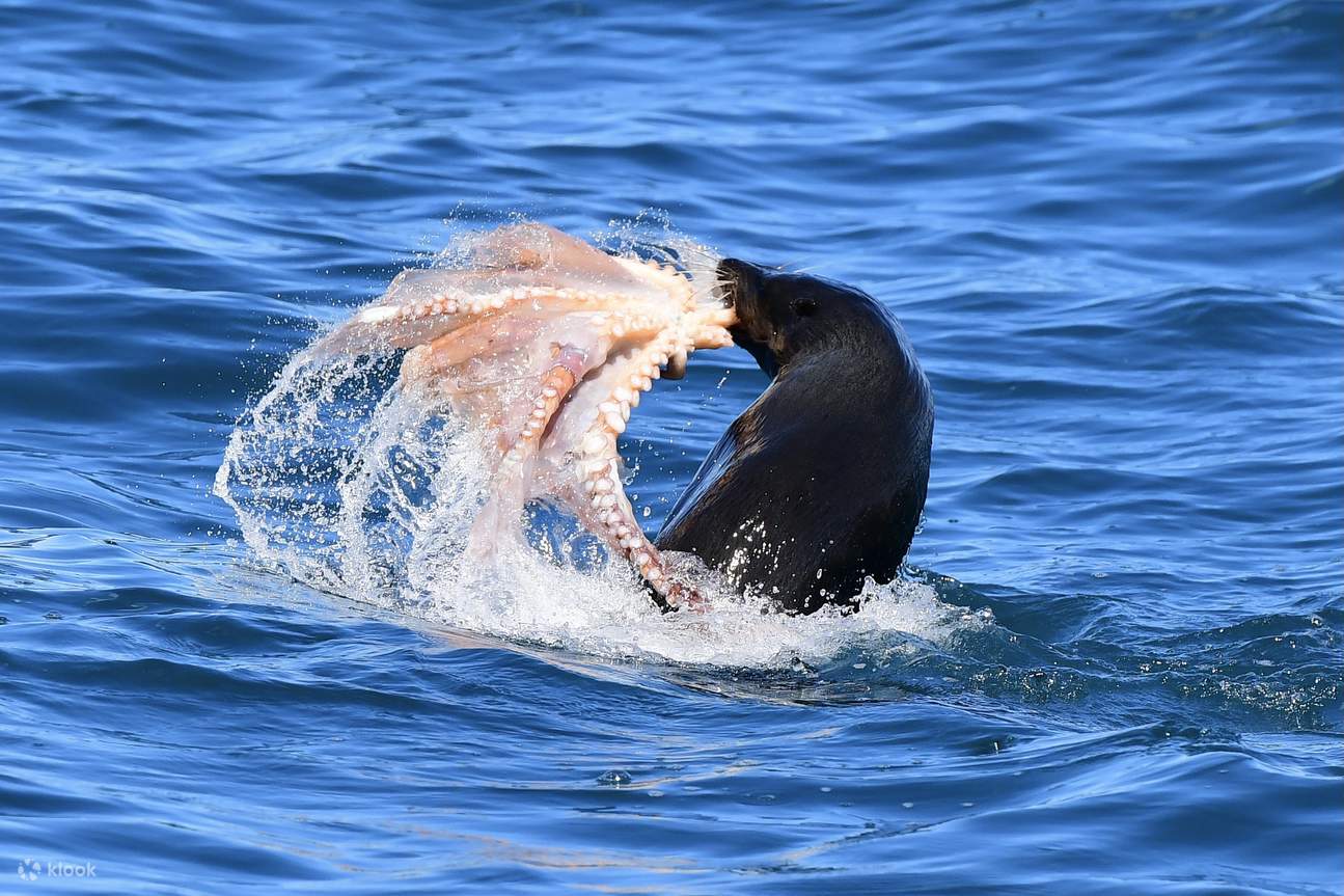 una foca capturando un pulpo
