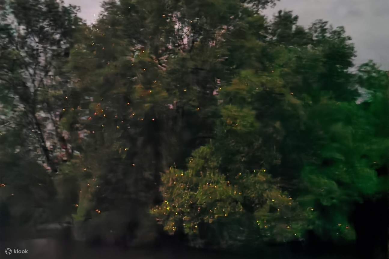 ทัวร์ชมหิ่งห้อยโกตากินาบาลู