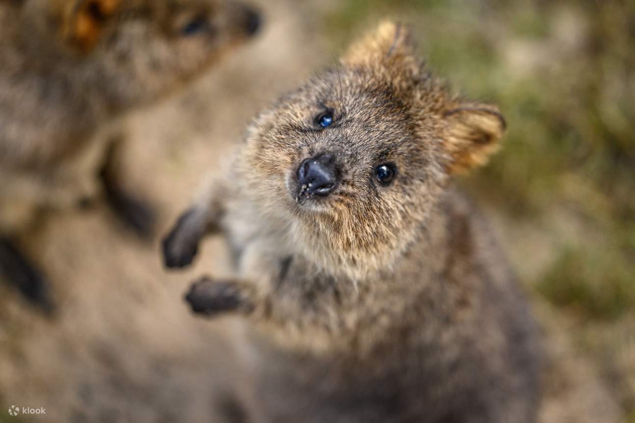 quokka