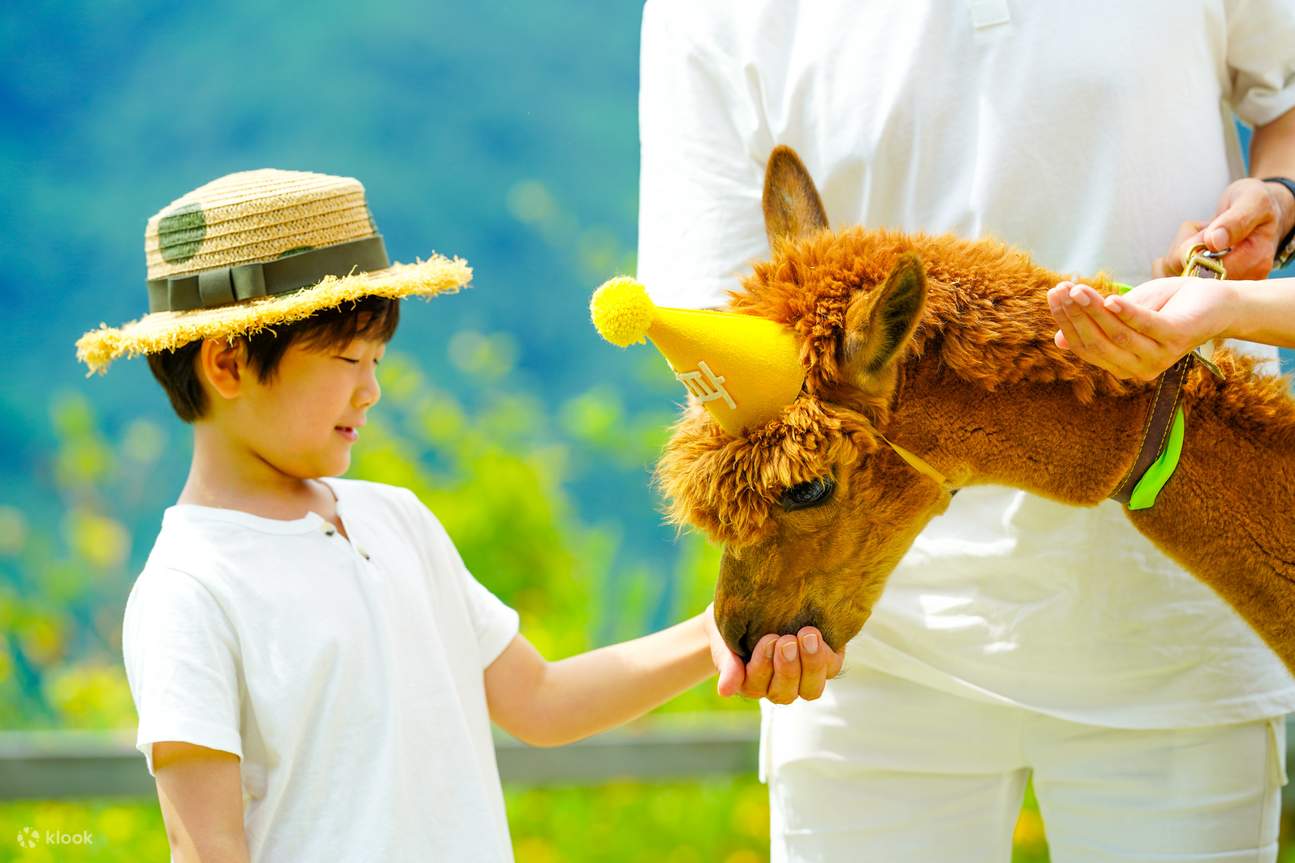 alpaca world