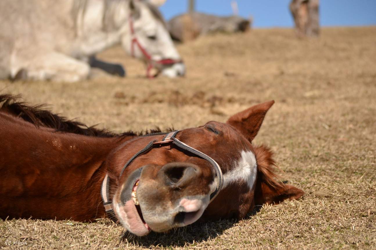 鹿児島ホース・トラストでホースウィスパラーと行く牧草地ハイキング