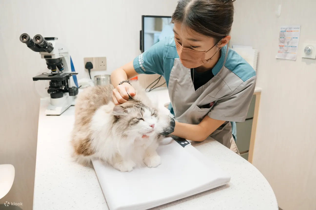 猫友善诊所 猫咪就诊无压力
